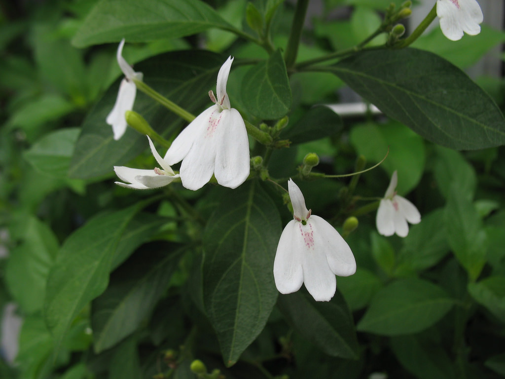 Rhinacanthus nasutus